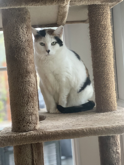 An older calico kitty sits on cat furniture staring into the camera.