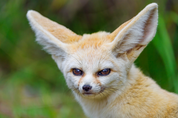 Somewhat grumpy looking fennec fox. Ears are rotated downwards a bit, he's about to stab you probably.
