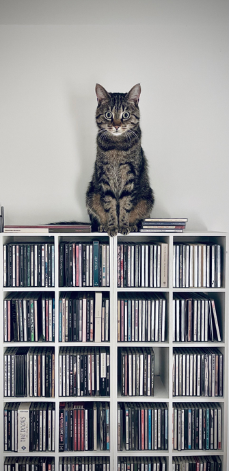 das bild im schmalen hochformat zeigt einen getigerten kater, der mittig auf einem cd-regal sitzt und in die kamera schaut.
das regal nimmt mehr als die hälfte des bildes ein. es ist weiß und in kleine quadratische fächer unterteilt, die mit cds bestückt sind. oberhalb des regals ist eine weiße, glatt verputzte wand zu sehen.