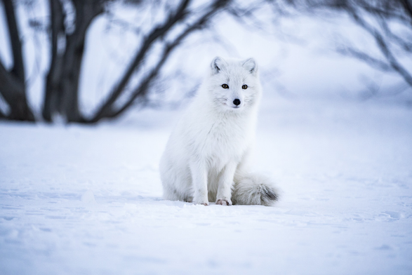 An arctic fox with a fluffy white coat sits in the snow, looking towards the camera. Its tail is curled around its side. The wintery landscape almost makes the fox hard to see, but its dark eyes and nose stand out. A few tree trunks in the background silhouette the shape of the fox's body. It is a quiet, peaceful scene.