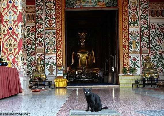 A black cat is sitting on a patterned floor in front of a temple entrance. The temple features ornate, colorful wall decorations with intricate designs. Inside, a large golden statue is visible, creating a striking backdrop to the cat in the foreground.