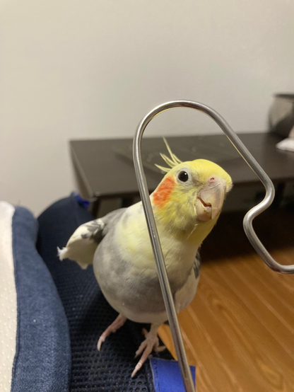 A cockatiel playing with a hanger. 

Forgot why I took this photo… 

Oh, I remembered it now… I was experimenting with what material would catch his attention other than clothes