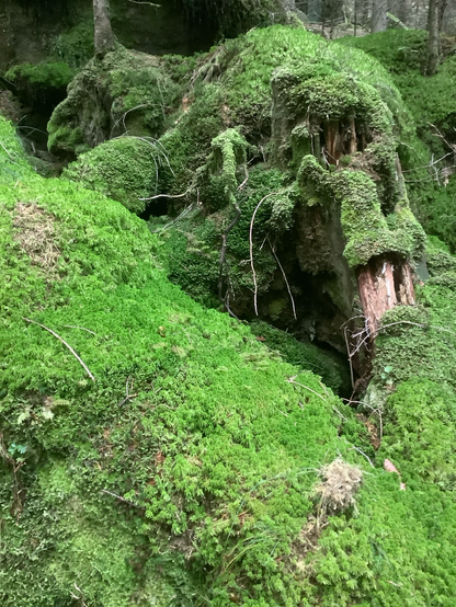 A photo of a strange, almost skull-like shape made of moss and wood.