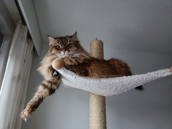 My brown Siberian cat with green eyes in a climbing tree.