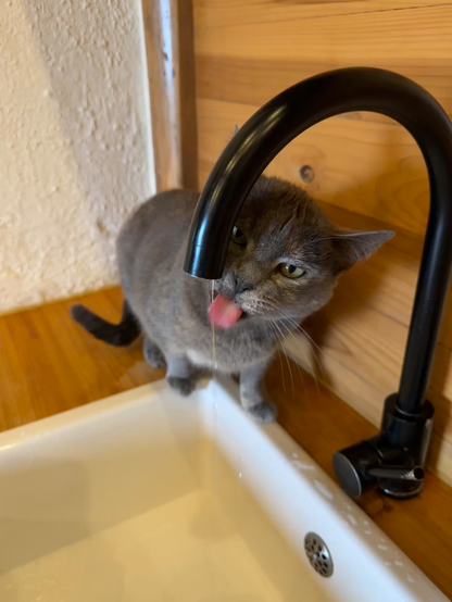 A short video clip of a grey cat drinking from a dripping water faucet over a kitchen sink. Wooden background.