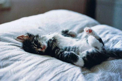 A black and white kitten is sleeping on its back on a bed with a patterned white comforter. The kitten's paws are relaxed, and it looks peaceful.