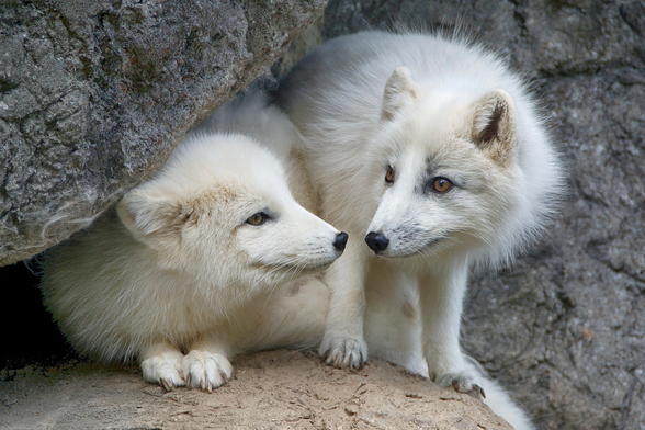 An arctic fox couple sitting on a rocky spot looking cute. Noses are almost touching.