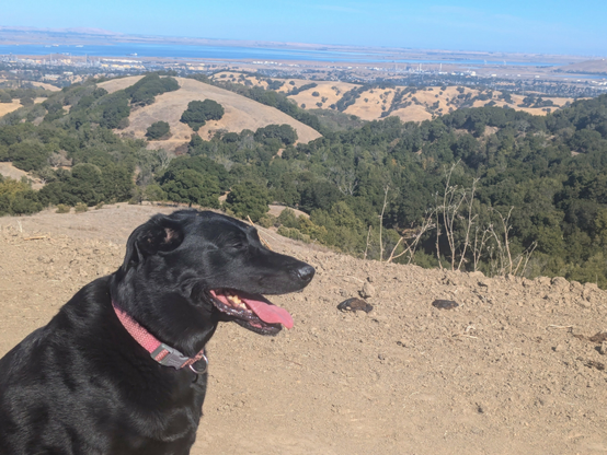 A smiling black labrador with his pink tongue hanging out, and with a beautiful view behind him of golden California hillsides, a hint of the SF bay and a blue sky