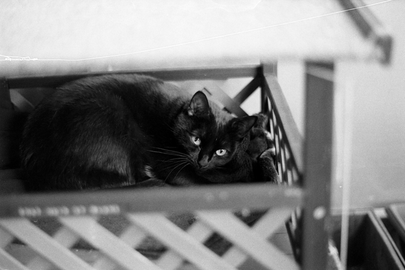 Photo en argentique noir et blanc de mon chat couché dans son coin dodo et regarder l'objectif