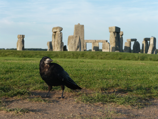 Corbeau freux (noir avec la base du bec dénudé et peau grise apparente) devant les pierres dressées de Stonehenge