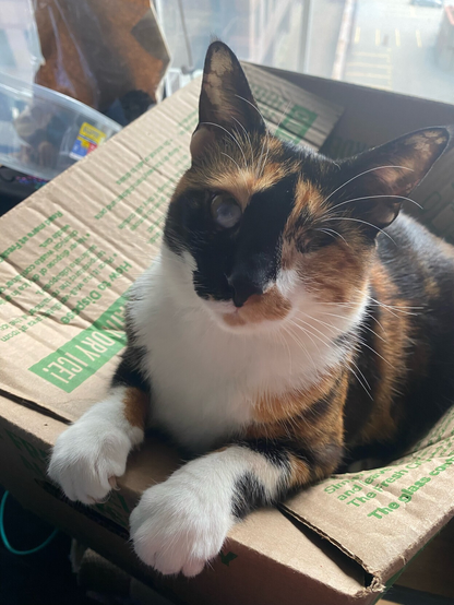 A calico cat sits in a box, looking up at the camera. She is missing her left eye, and her right eye appears cloudy. 