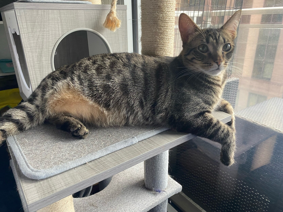 A spotted brown tabby cat lying on a cat tree. He has a patch of orangey-brown fur on his belly by his hind legs. 