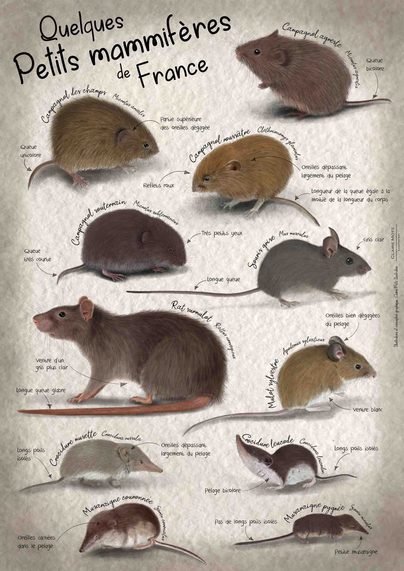 Poster sur les petits mammifères avec des illustrations de campagnols, musaraignes souris et rat surmulot