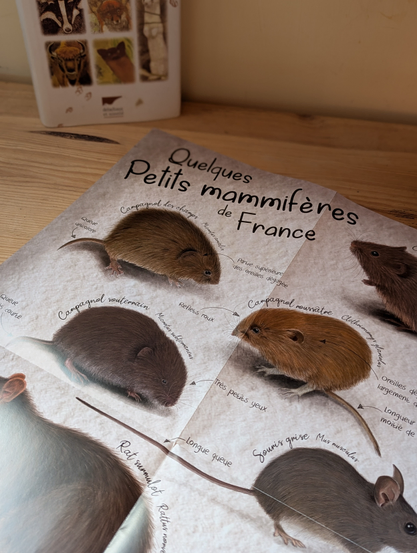 Photo d'un Poster sur les petits mammifères avec des illustrations de campagnols, musaraignes souris et rat surmulot