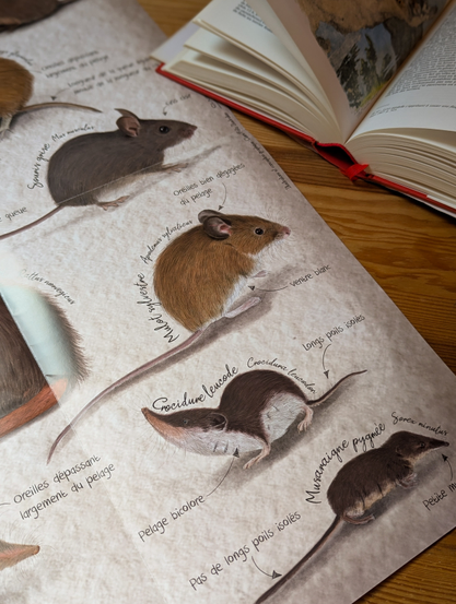 Photo d'un Poster sur les petits mammifères avec des illustrations de campagnols, musaraignes souris et rat surmulot