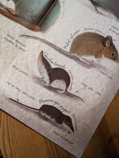 Photo d'un Poster sur les petits mammifères avec des illustrations de campagnols, musaraignes souris et rat surmulot