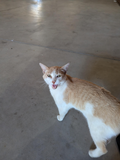 Poppy, the orange-and-white barn cat, standing on a polished indoor concrete floor, which is reflecting blue skies from the top of the photo, has a very loud meow face and is looking at you. 

You feel compelled to aquiesce to her demands, whatever they may be.