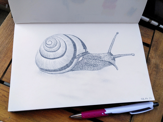 Pencil drawing in a sketch book. It's snail with a house moving to the right. 