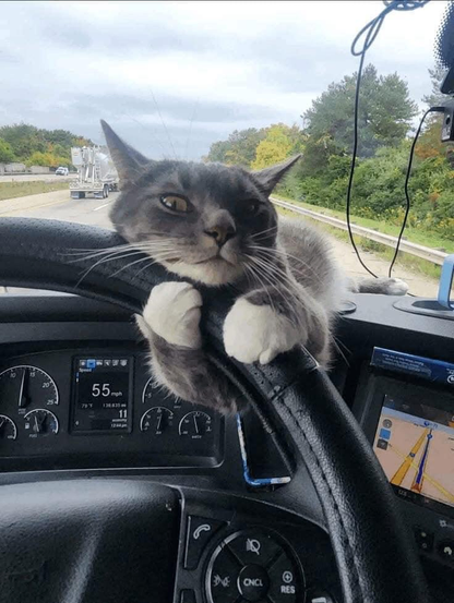 ALT

Gato al volante de un automóvil. 