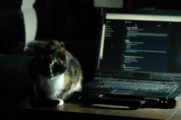 A calico cat sitting next to a laptop displaying mastodon in a web browser.
