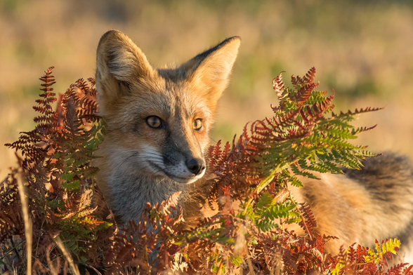 A red fox peeking from behind a fern.