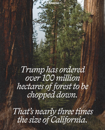 Trump has ordered over 100 million hectares of forest to be chopped down. 

That's nearly three times the size of California.