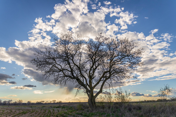 A tree is seen at the afternoon from a partially low point of view. Behind the tree, clouds are seen that are framed in such a way that they look like the leaves of the tree.