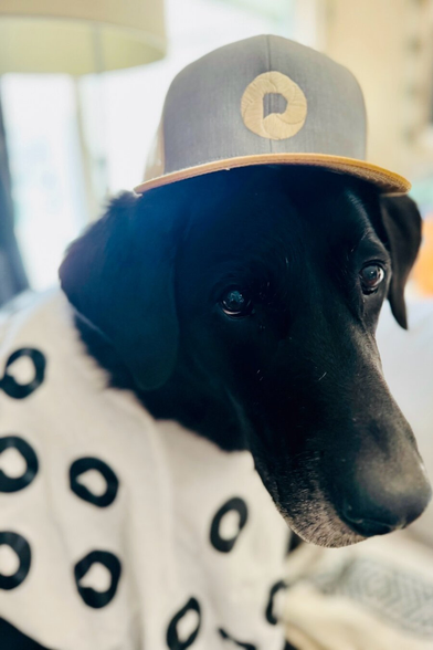 My dog Drake wearing unreleased Pixelfed merch