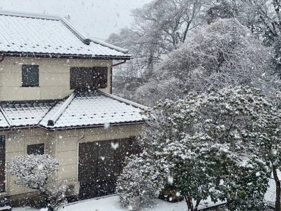 雪が積もりだした住宅と雑木林の様子