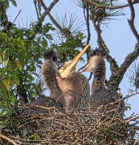 Cropped close up of an adult heron and two hatchlings at feeding time high up in a nest at the top of a pine tree.
