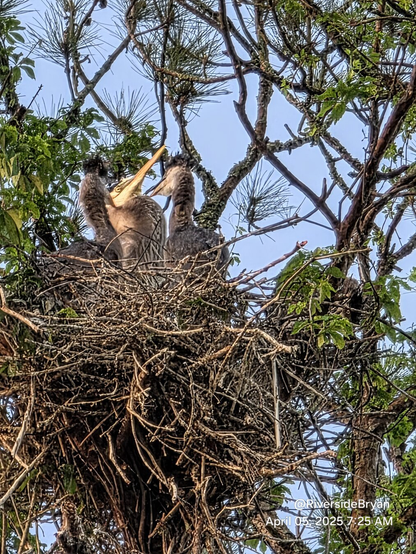 Zoom of an adult heron and two hatchlings at feeding time high up in a nest at the top of a pine tree.