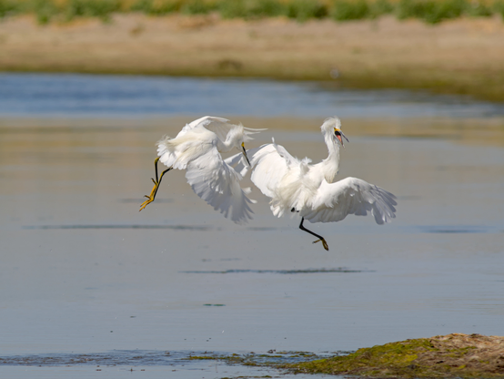 A Snowy Egret chasing after another Snowy Egret above a lake