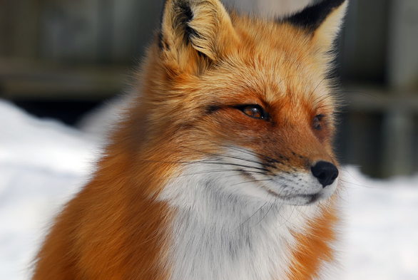 Picture of a Fox