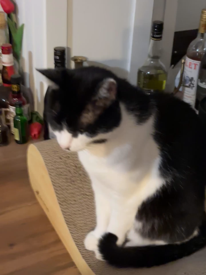턱시도 고양이