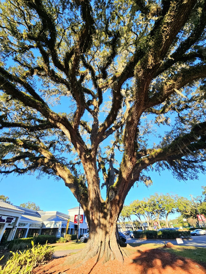 An enormous old oak tree with chaotic limbs and branches coated with lichen, ivy, and moss, many also draped with Spanish Moss.