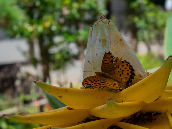 A orange butterfly on top a big yellow flower. Rémi Dupré, CC BY-SA