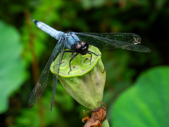 A blue dragonfly. Rémi Dupré, CC BY-SA