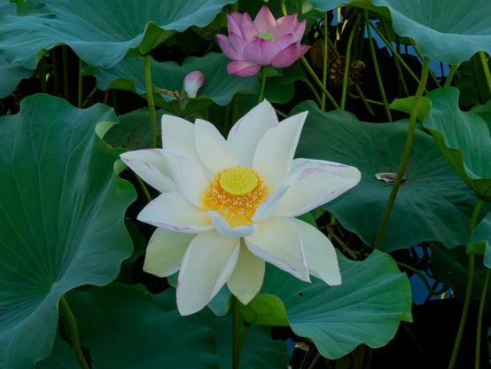 A white lotus flower, surounded by lotus leaves and a pink lotus flower in the background. Rémi Dupré, CC BY-SA