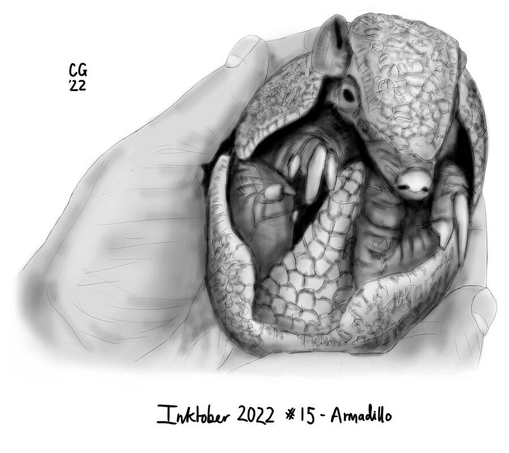 Black and white drawing of baby armadillo