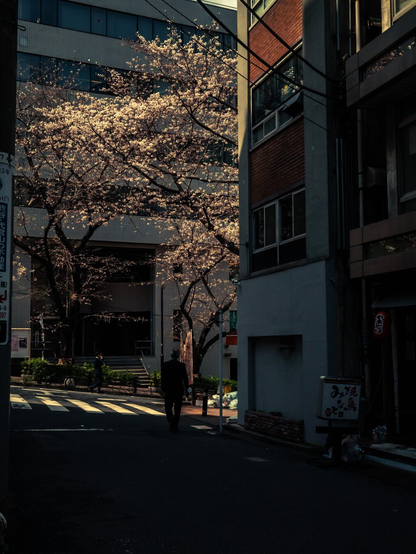 Spring in Tokyo.
