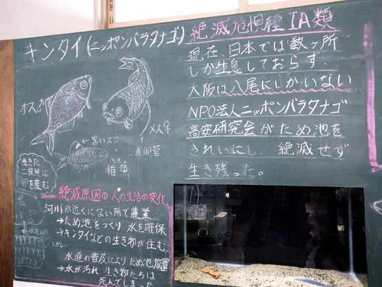 きんたい廃校博物館
八尾市
ニッポンバラタナゴ
黒板