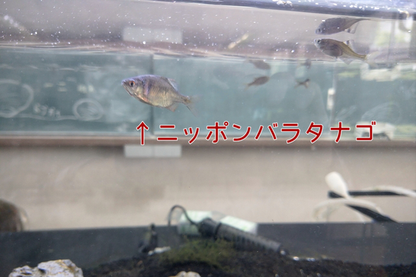 きんたい廃校博物館
八尾市
ニッポンバラタナゴ
