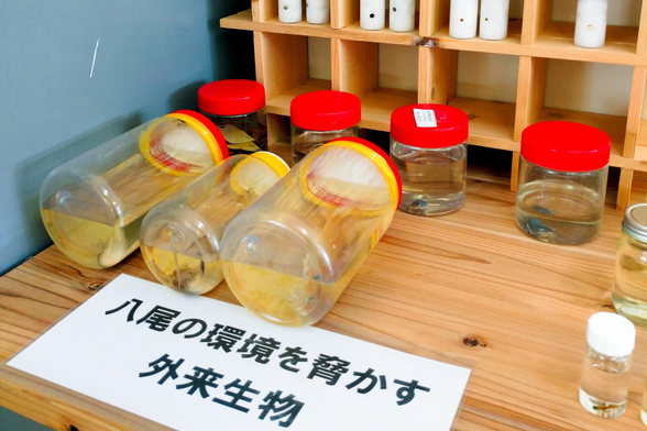 きんたい廃校博物館
八尾市
外来種標本