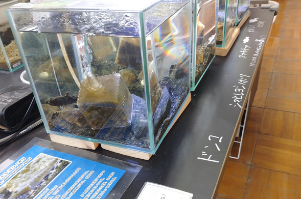 きんたい廃校博物館
八尾市
ドンコその他日本の淡水魚