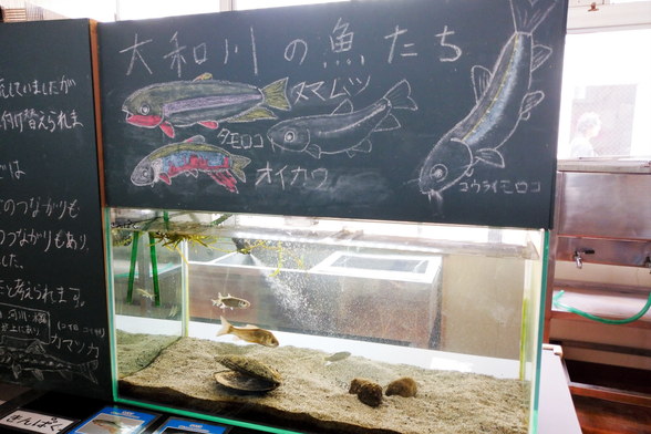 きんたい廃校博物館
八尾市
大和川の魚