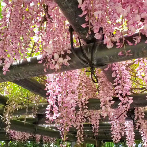 Pink wisteria at Taizo-in.