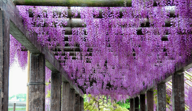 Wisteria in the Toba Water Treatment grounds.

Photo thanks🙇‍♂️-https://wakasa15thfd.wordpress.com
