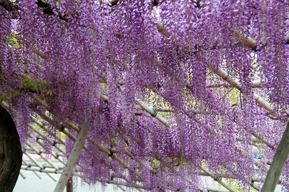 Wisteria in the Toba Water Treatment grounds.

Photo thanks🙇‍♂️-https://wakasa15thfd.wordpress.com