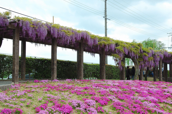 Wisteria in the Toba Water Treatment grounds.

Photo thanks🙇‍♂️-https://wakasa15thfd.wordpress.com