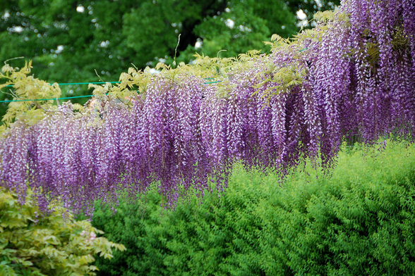 Wisteria in the Toba Water Treatment grounds.

Photo thanks🙇‍♂️-https://wakasa15thfd.wordpress.com